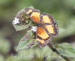 Junonia sophia