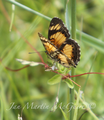 Junonia sophia