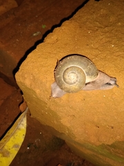 Gastropoda