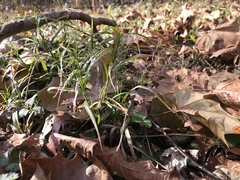 Dulichium arundinaceum