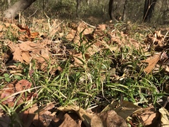 Dulichium arundinaceum