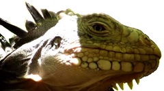 Iguana delicatissima