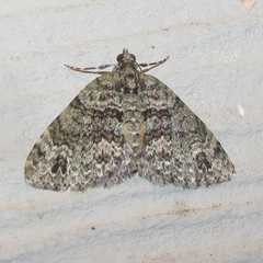 Hammaptera parinotata