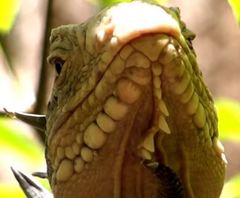 Iguana delicatissima