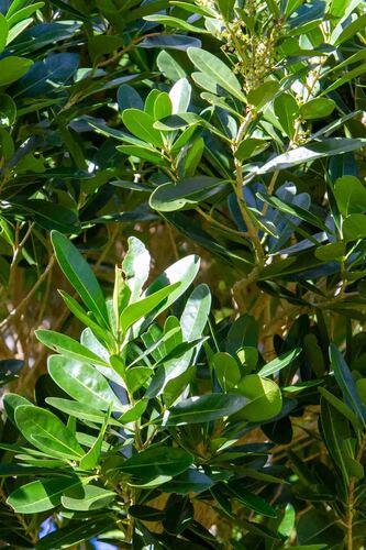 Chionanthus brachystachys observed 2025-09-16