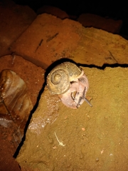 Gastropoda