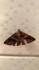 Bastilla arcuata