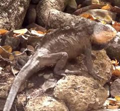 Iguana delicatissima