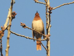 Turdus ruficollis