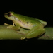 Pristimantis enigmaticus - Photo (c) blackdogto, some rights reserved (CC BY-NC), uploaded by blackdogto