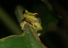 Pristimantis enigmaticus