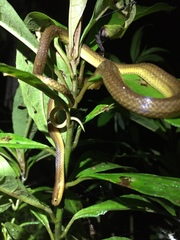 Compsophis laphystius