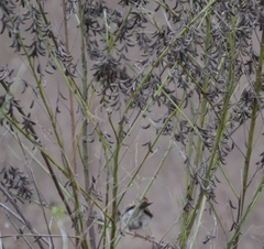 Indigofera suffruticosa