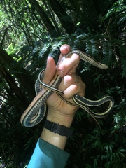 Liopholidophis dolicocercus