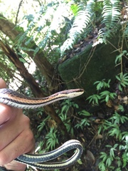 Liopholidophis dolicocercus