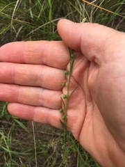 Phyllanthus glaucophyllus