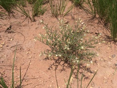 Brachystelma circinatum
