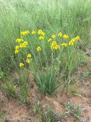 Senecio othonniflorus