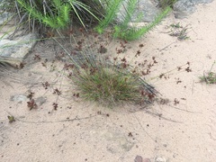 Cyperus tenax