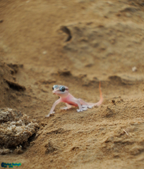 Hemidactylus persicus