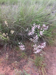 Brachystelma rubellum