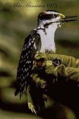 Dryobates villosus