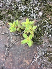 Crassula smithii
