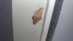 Nechesia albotentata