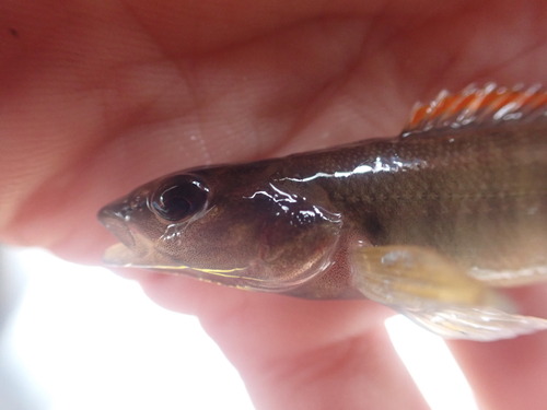 Slenderhead darter (Percina phoxocephala) — Percidae — 5