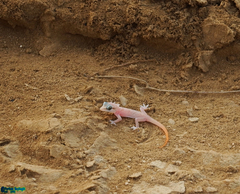 Hemidactylus persicus