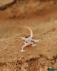 Hemidactylus persicus