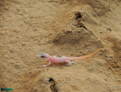 Hemidactylus persicus