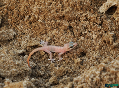 Hemidactylus persicus