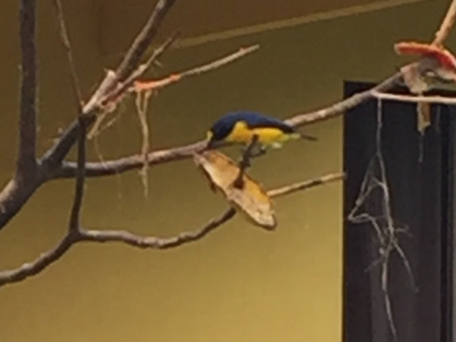 Euphonia hirundinacea