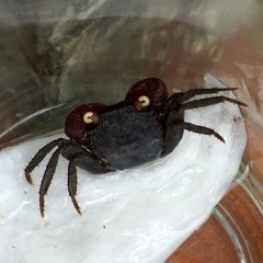Geosesarma noduliferum