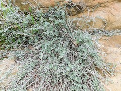 Acmispon argophyllus argophyllus