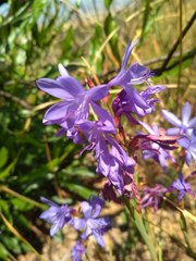 Thereianthus bulbiferus