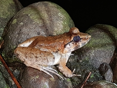 Limnonectes macrodon