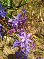 Thereianthus bulbiferus