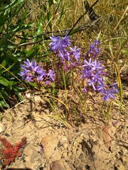 Thereianthus bulbiferus