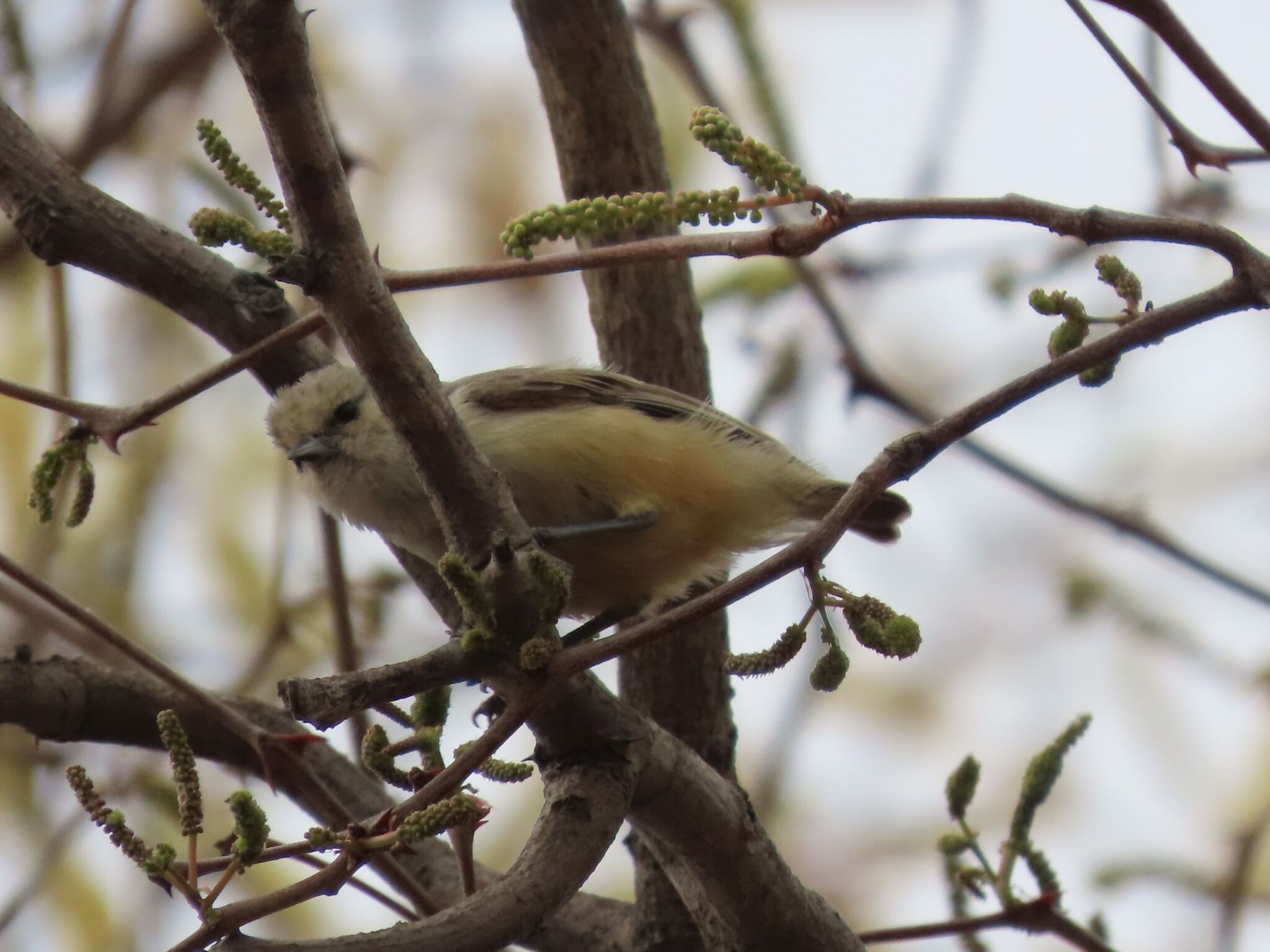 Grey Penduline Tit (Anthoscopus caroli), photo 1
