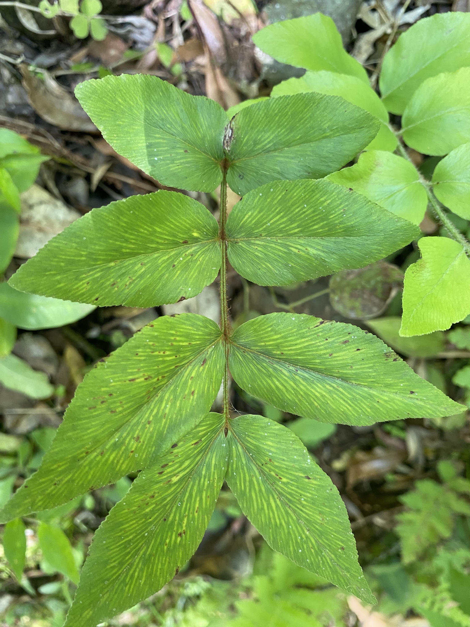 Anemia phyllitidis