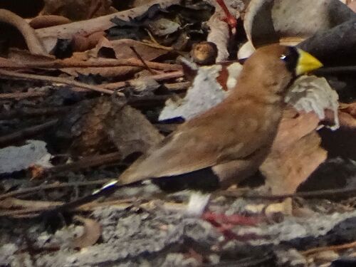 Masked Finch (Poephila personata), photo 10