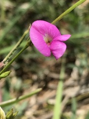 Tephrosia capensis