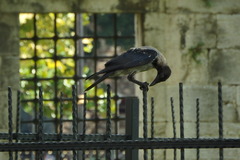 Corvus cornix