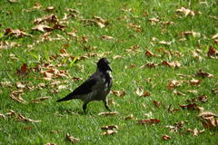Corvus cornix
