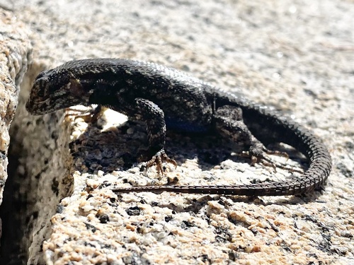 iNaturalist observation photo of Western Fence Lizard
