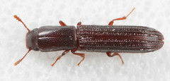 Colydium lineola