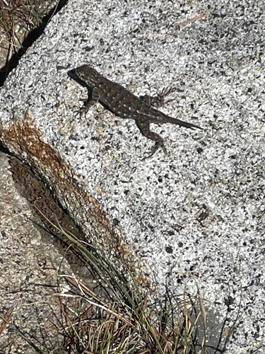 iNaturalist observation photo of Western Fence Lizard