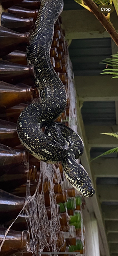 Diamond Python sighting